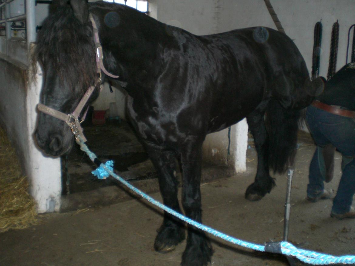 Frieser frouke ( tidliger part) billede 3