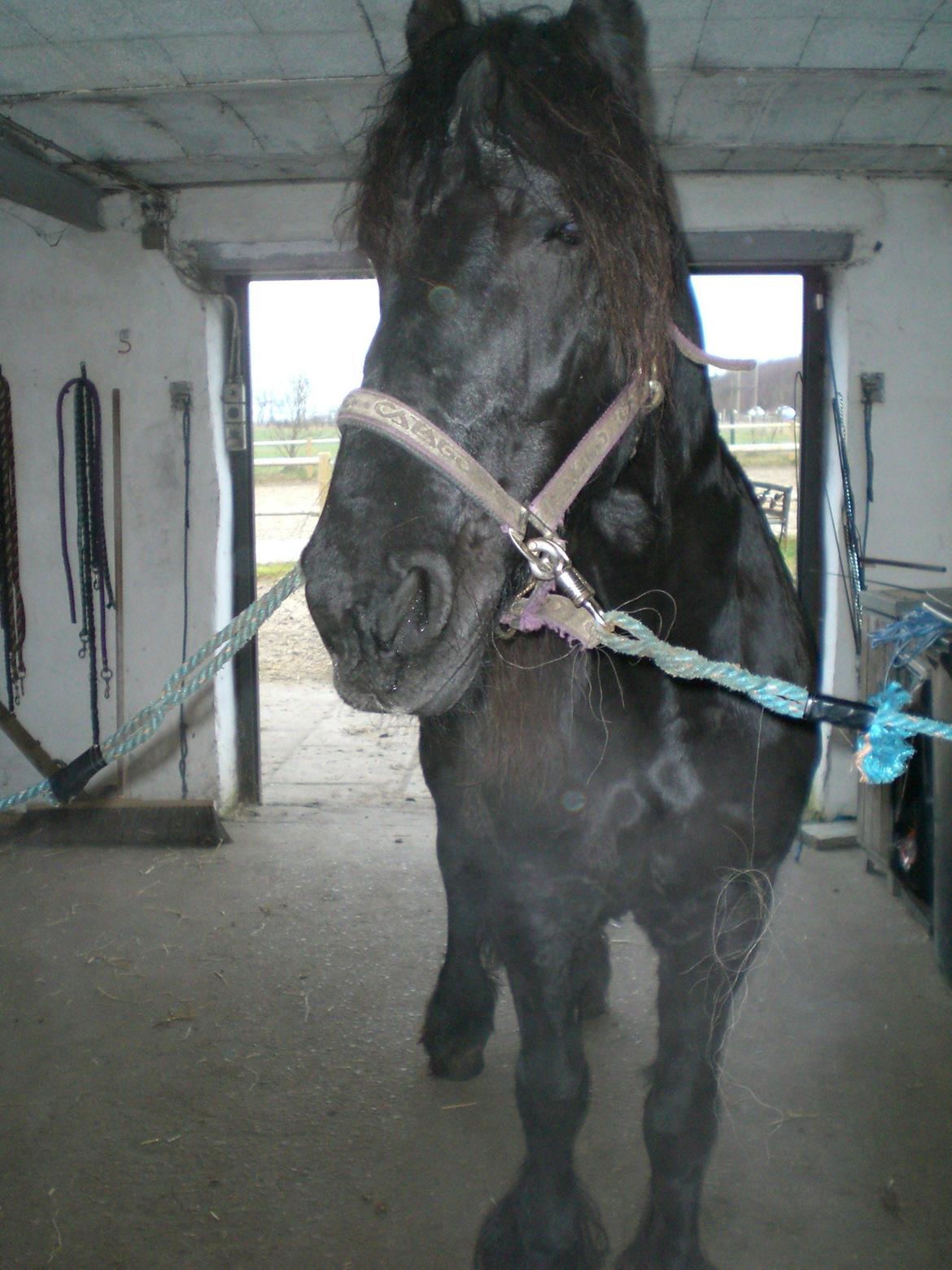 Frieser frouke ( tidliger part) billede 1