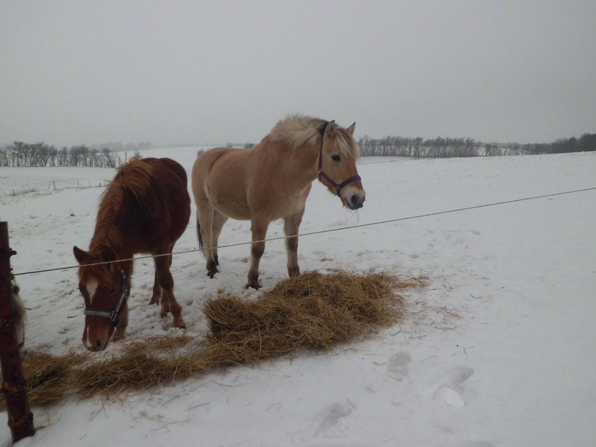 Fjordhest Casper Hedelund - Min første vinter med dig <3 :D billede 6
