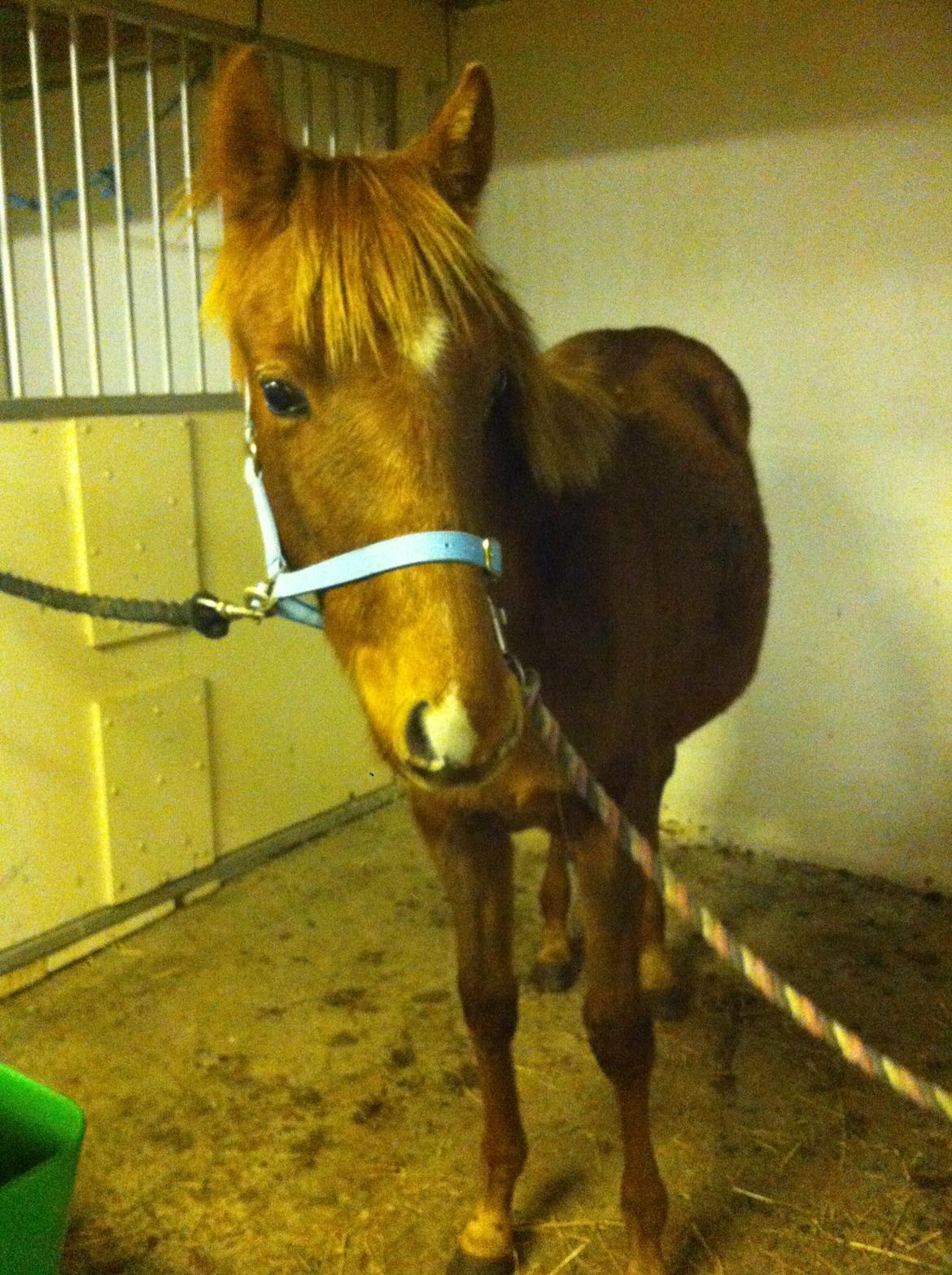 Welsh Partbred (Sec F) Aastrupgaards Ask - Dec. 2012 billede 4