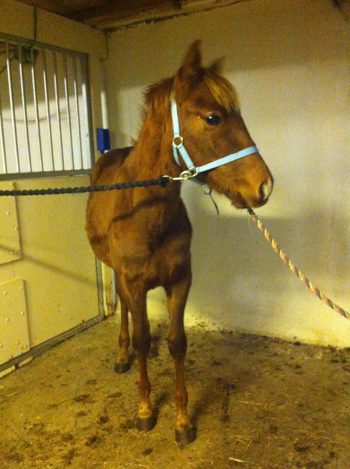 Welsh Partbred (Sec F) Aastrupgaards Ask - Dec. 2012 billede 5