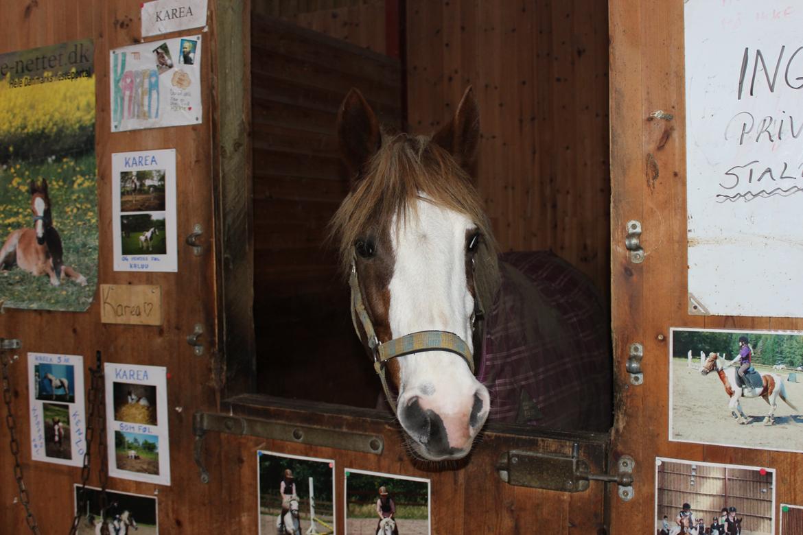 Pinto Karea Nyberg billede 5