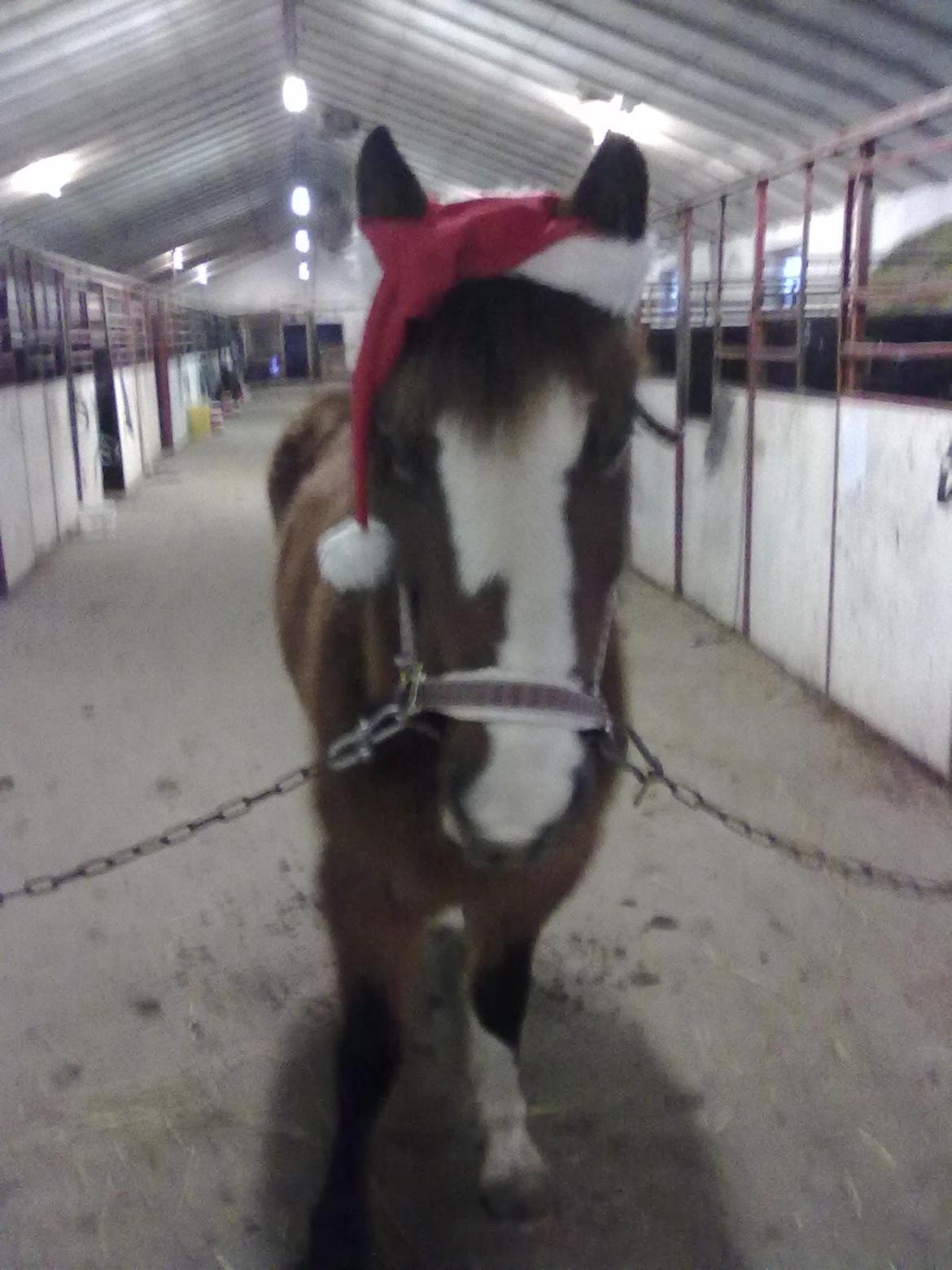 Anden særlig race Luna - Lunamusen med nissehue på<3<3 ^_^ billede 12