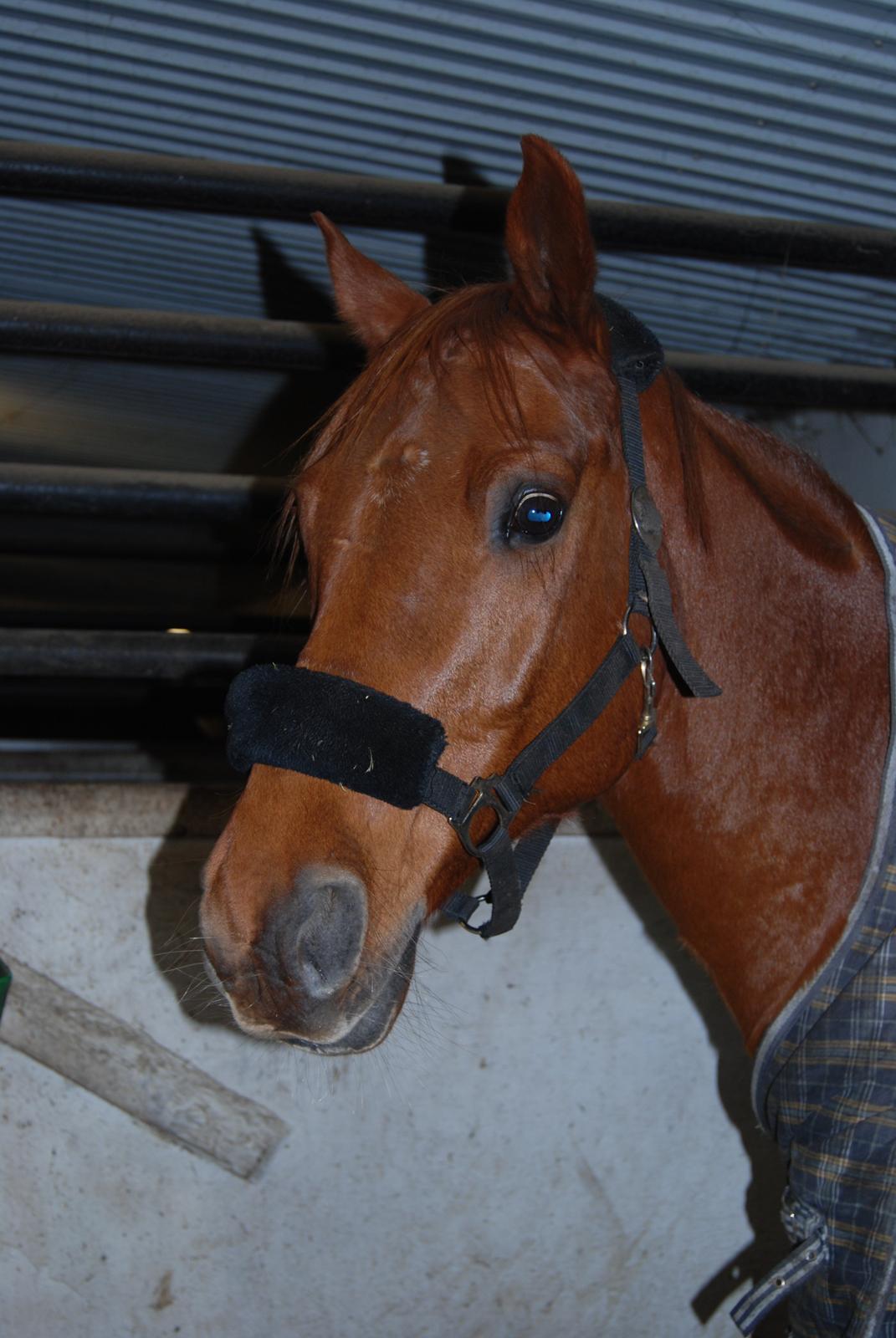 Arabisk fuldblod (OX) Hippolog  billede 3