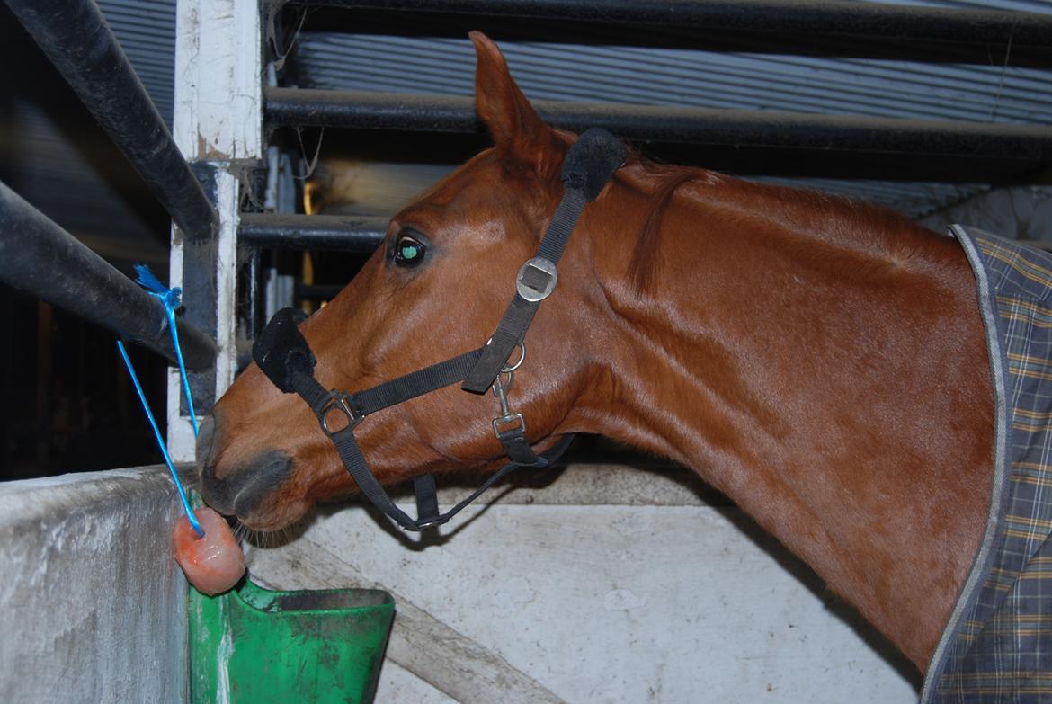 Arabisk fuldblod (OX) Hippolog  billede 8