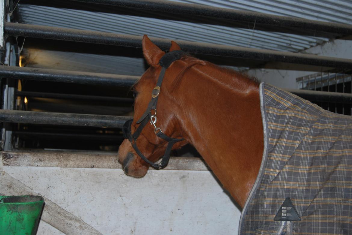 Arabisk fuldblod (OX) Hippolog  - tak for kigget!"<3 og læg gerne en bedømmelse!<3 billede 18