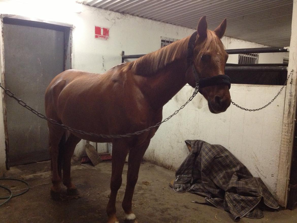 Arabisk fuldblod (OX) Hippolog  billede 7