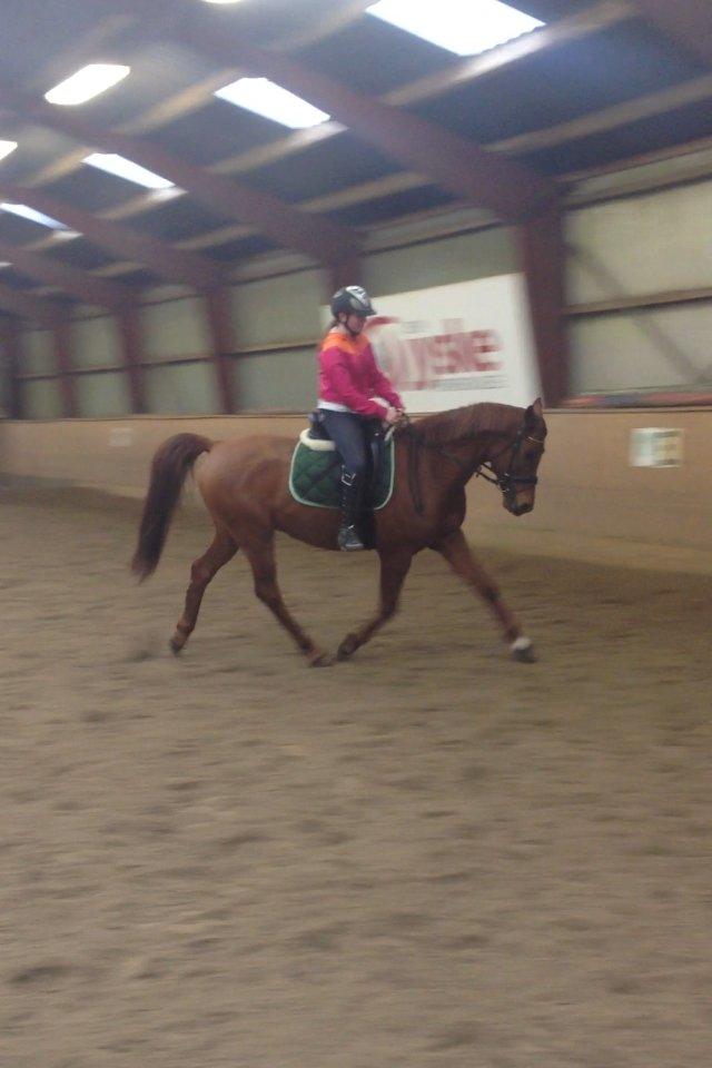 Arabisk fuldblod (OX) Hippolog  - mig der ridder på ham første gang<33 billede 4