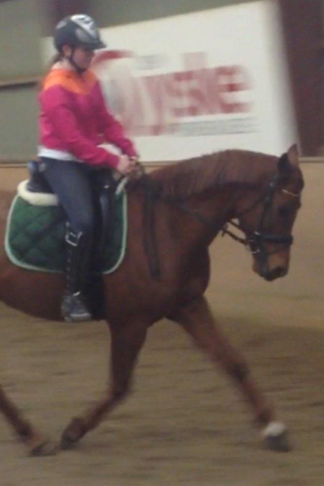 Arabisk fuldblod (OX) Hippolog  billede 11