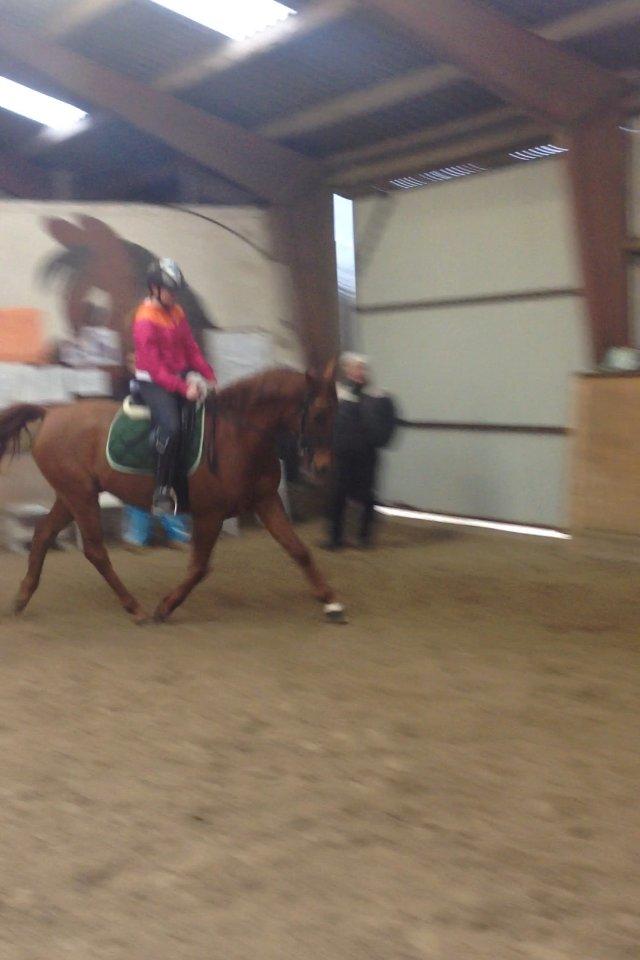 Arabisk fuldblod (OX) Hippolog  billede 12