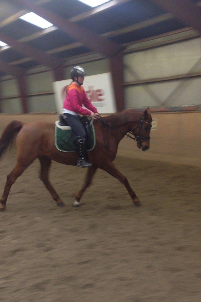 Arabisk fuldblod (OX) Hippolog  billede 14