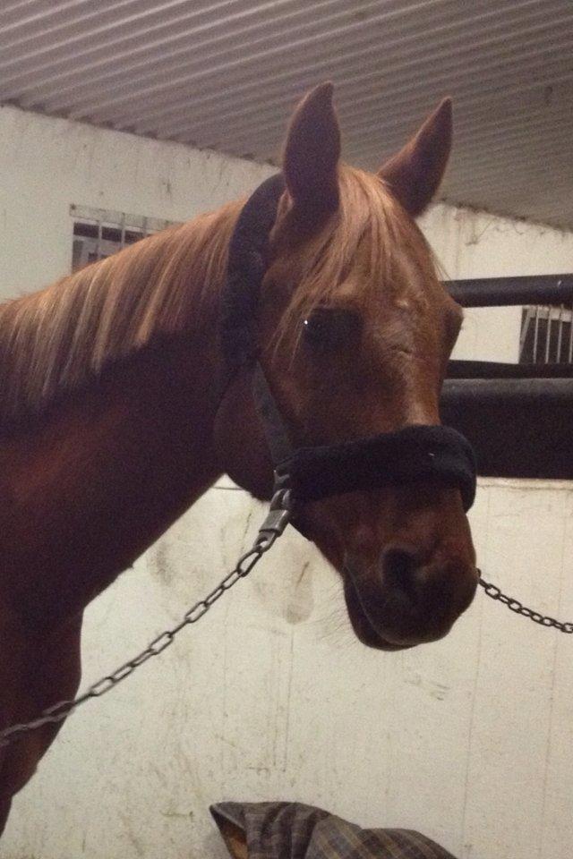 Arabisk fuldblod (OX) Hippolog  billede 15