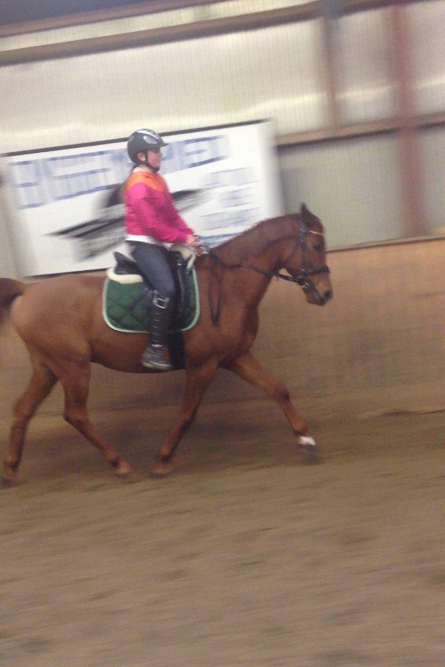 Arabisk fuldblod (OX) Hippolog  billede 17