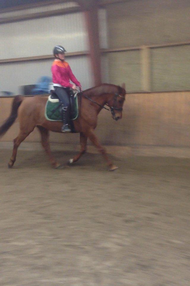 Arabisk fuldblod (OX) Hippolog  billede 16