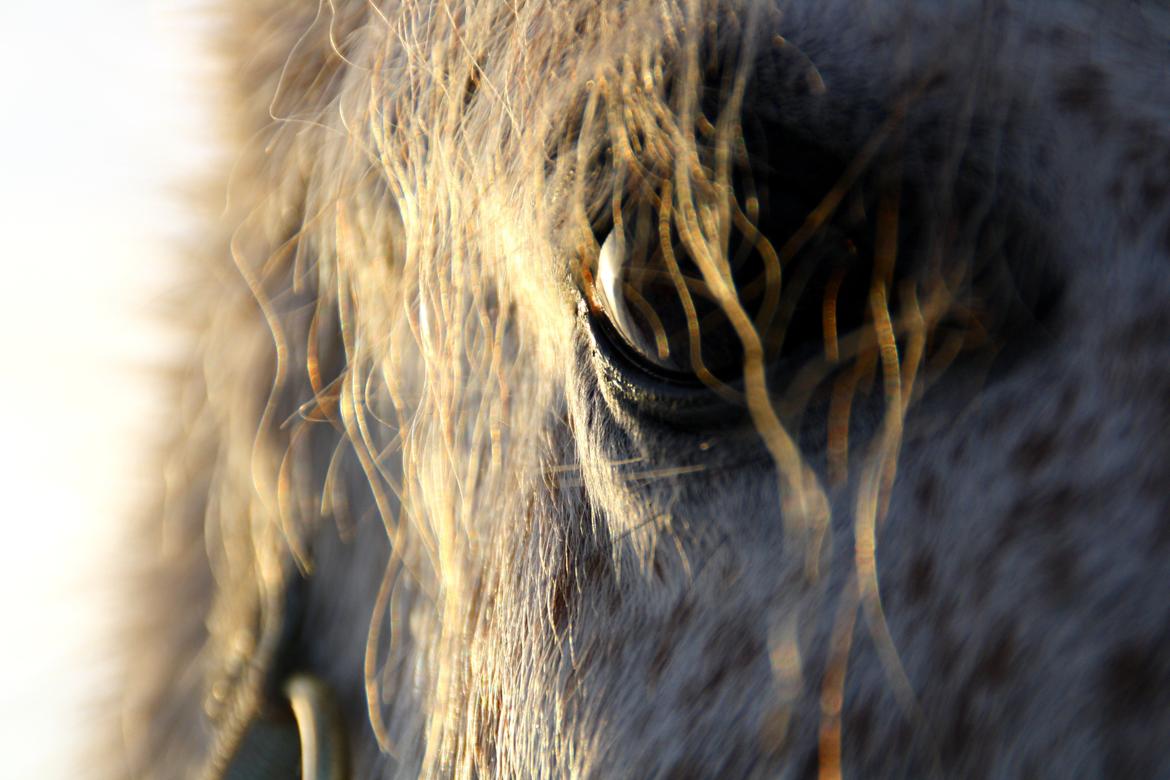 DSP Sv's Mercedes Morgenstern<3 - Det er ikke forkert fokus, det er meningen ;-) billede 4