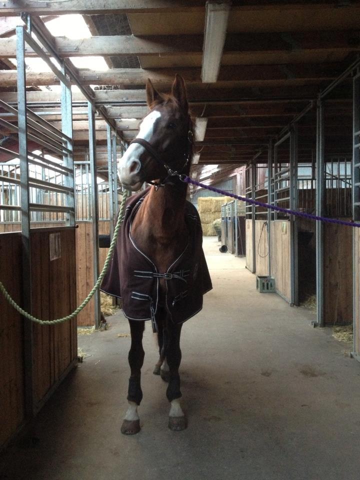 Dansk Varmblod Fetina billede 17