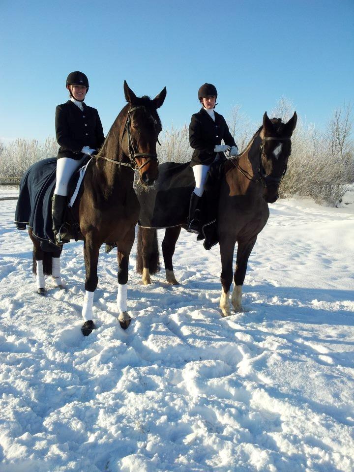 Dansk Varmblod - Laurberggaard's Ludwig - Ludwig og søster La Belle - Emma og jeg til ANE's stævne ♥ billede 11