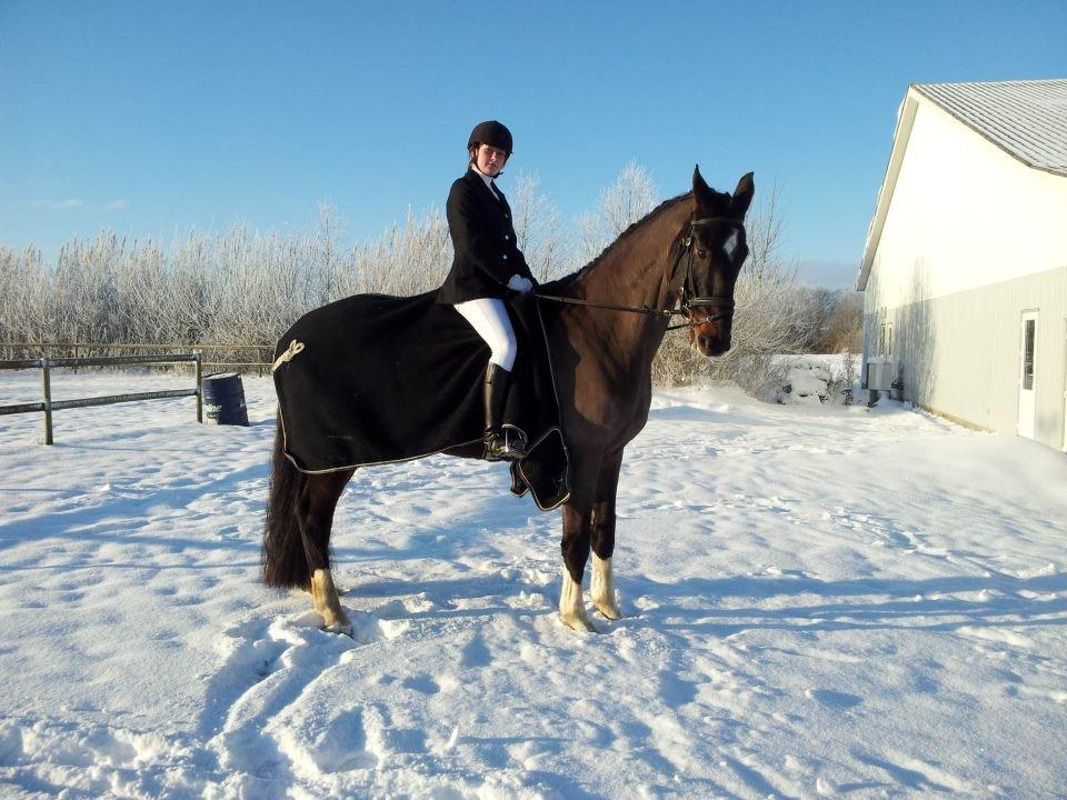 Dansk Varmblod - Laurberggaard's Ludwig - Lulles og mit første stævne sammen - 2 x 1.pladser ♥ billede 8