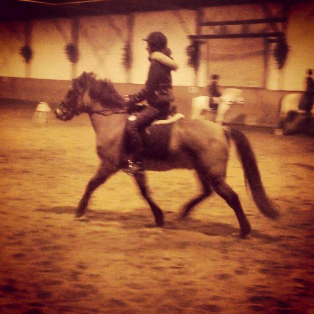 Anden særlig race Blixem - <3 billede 5