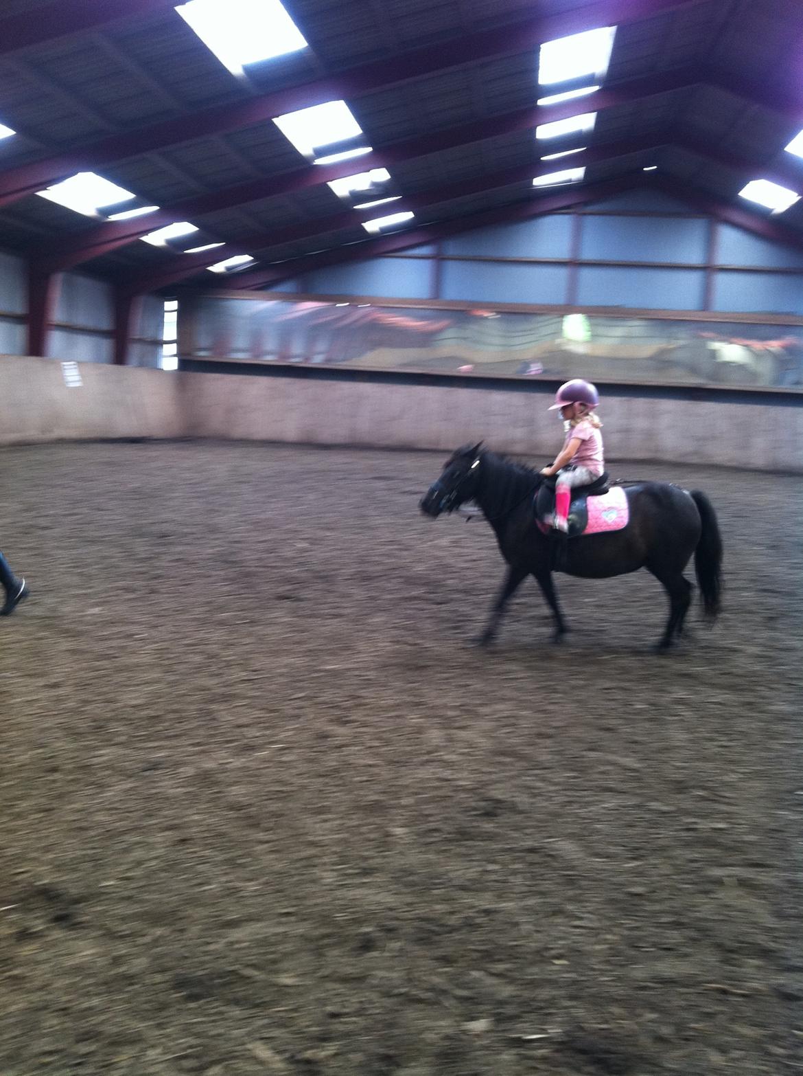 Shetlænder Moon Ligth billede 2