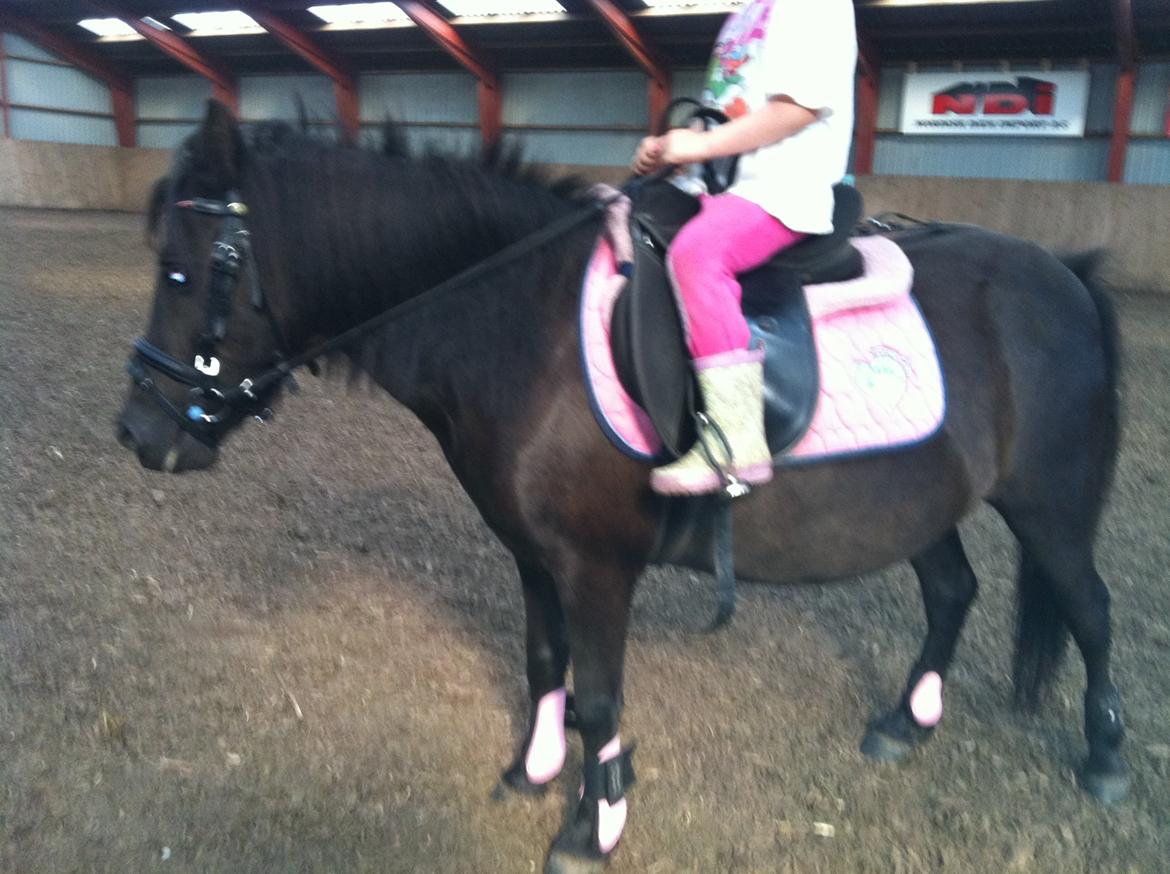 Shetlænder Moon Ligth billede 3