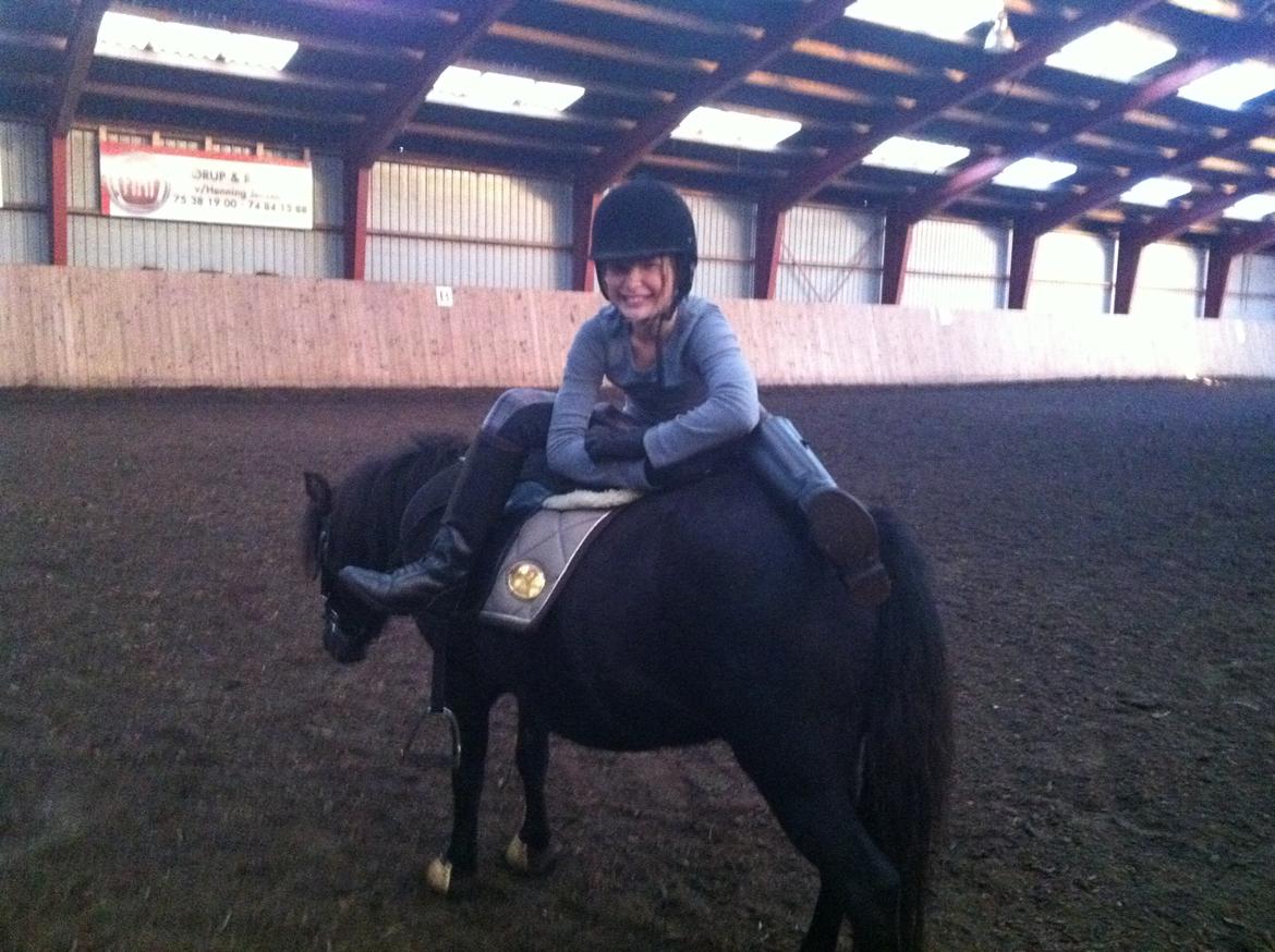 Shetlænder Moon Ligth billede 4