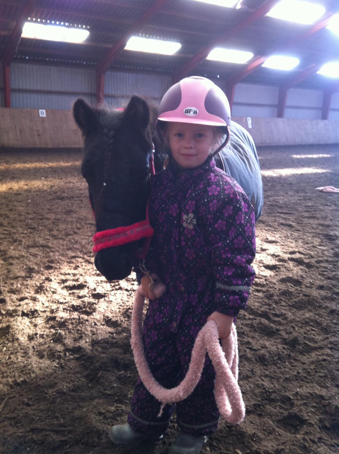 Shetlænder Moon Ligth billede 5