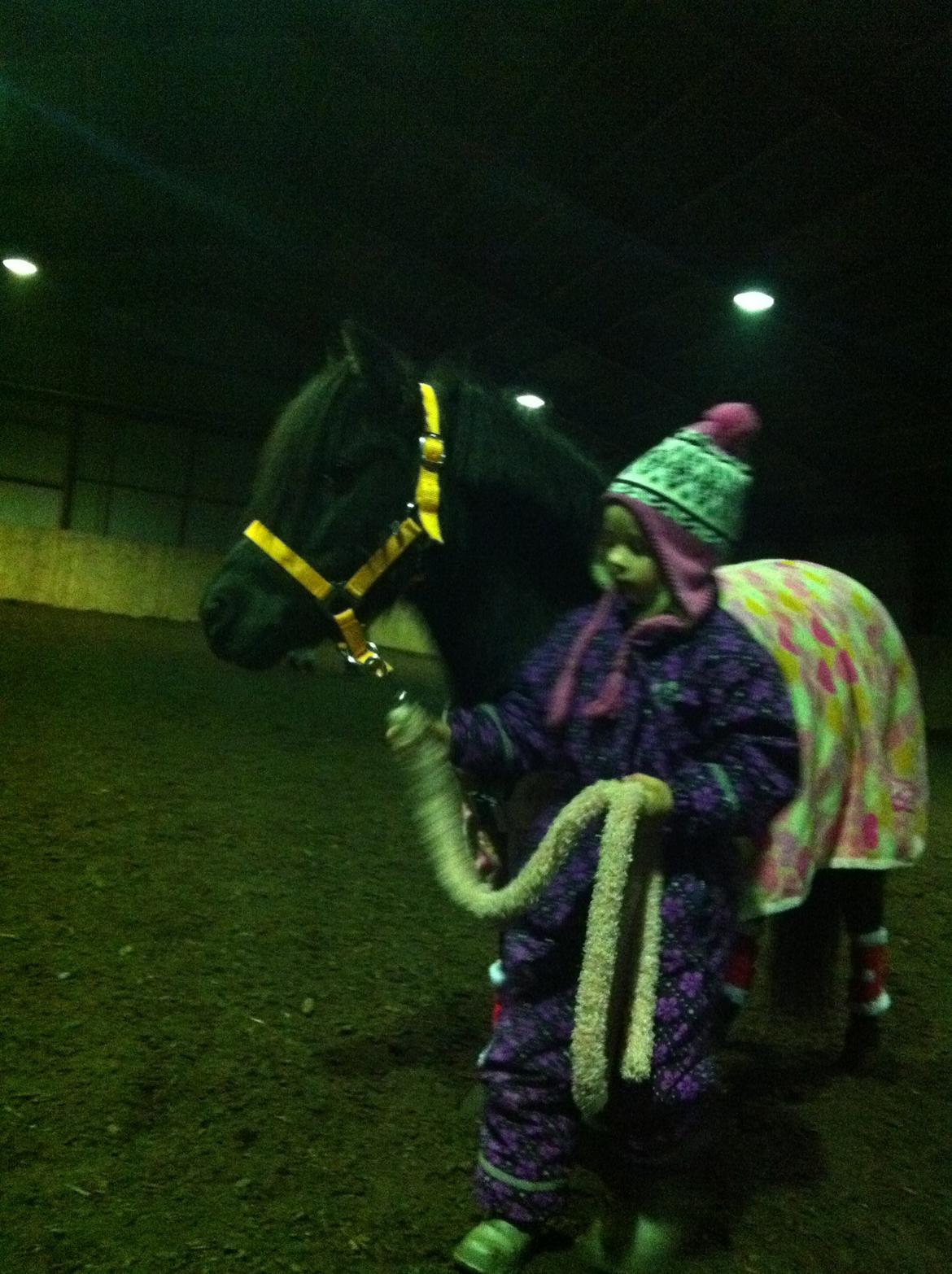 Shetlænder Moon Ligth billede 6