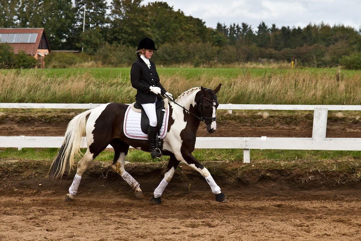 Pinto Blis (kat. 1 pony) - Ved godt jeg sidder af lort, men ponyen går som guld billede 3