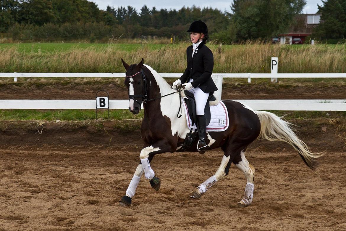 Pinto Blis (kat. 1 pony) billede 18