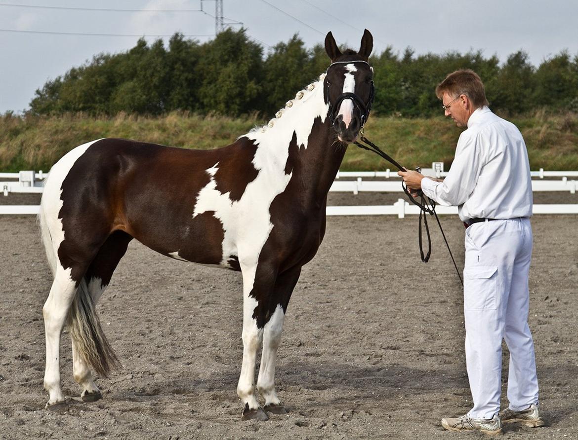 Pinto Blis (kat. 1 pony) - Pinto kåring billede 1