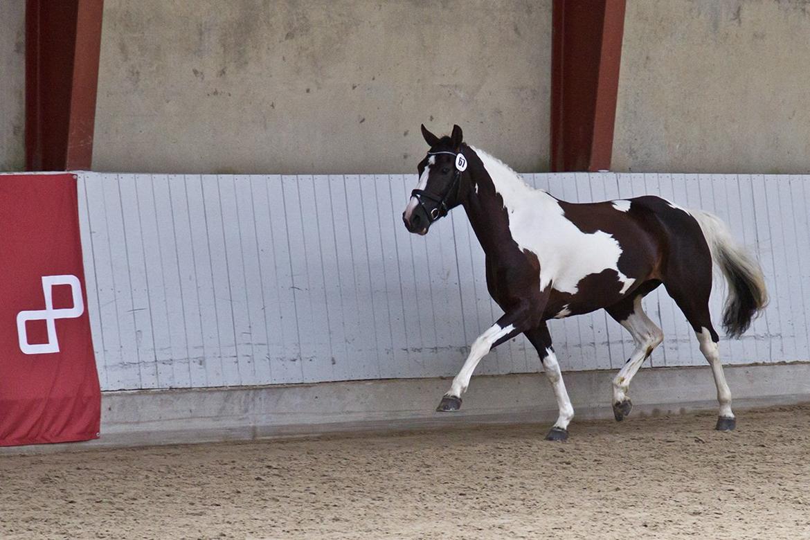 Pinto Blis (kat. 1 pony) - Pinto kåring billede 19