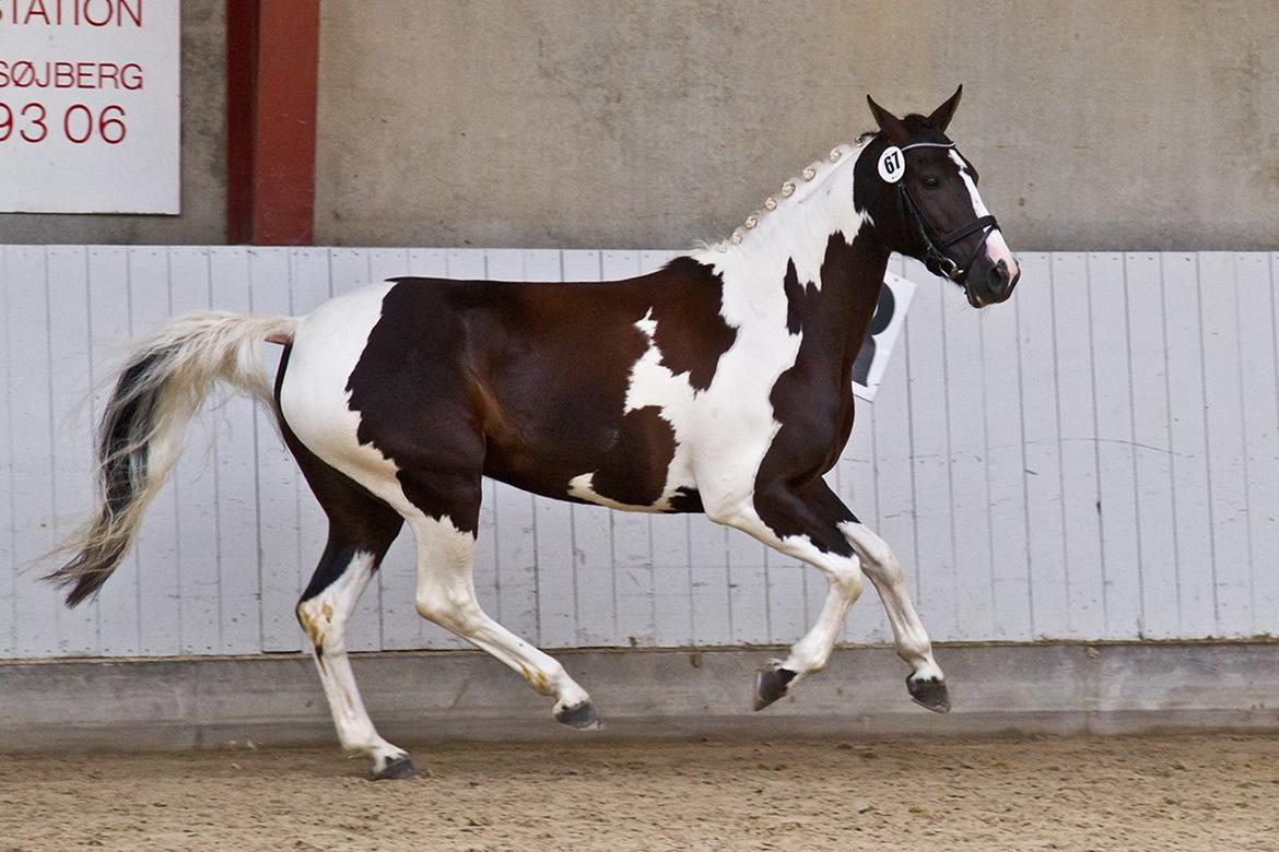 Pinto Blis (kat. 1 pony) - Pinto kåring billede 20