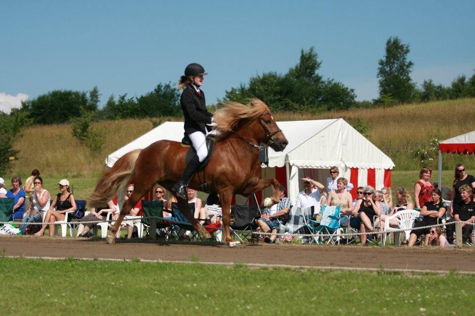 Islænder Gandur fra Skringstrup - DM 2012, a-finale billede 1