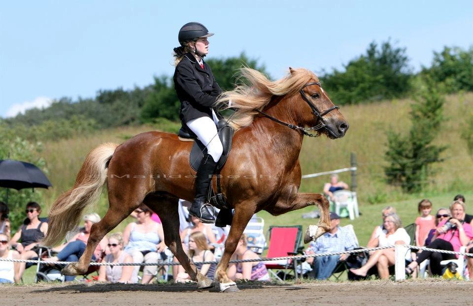 Islænder Gandur fra Skringstrup - DM 2012, a-finale billede 4