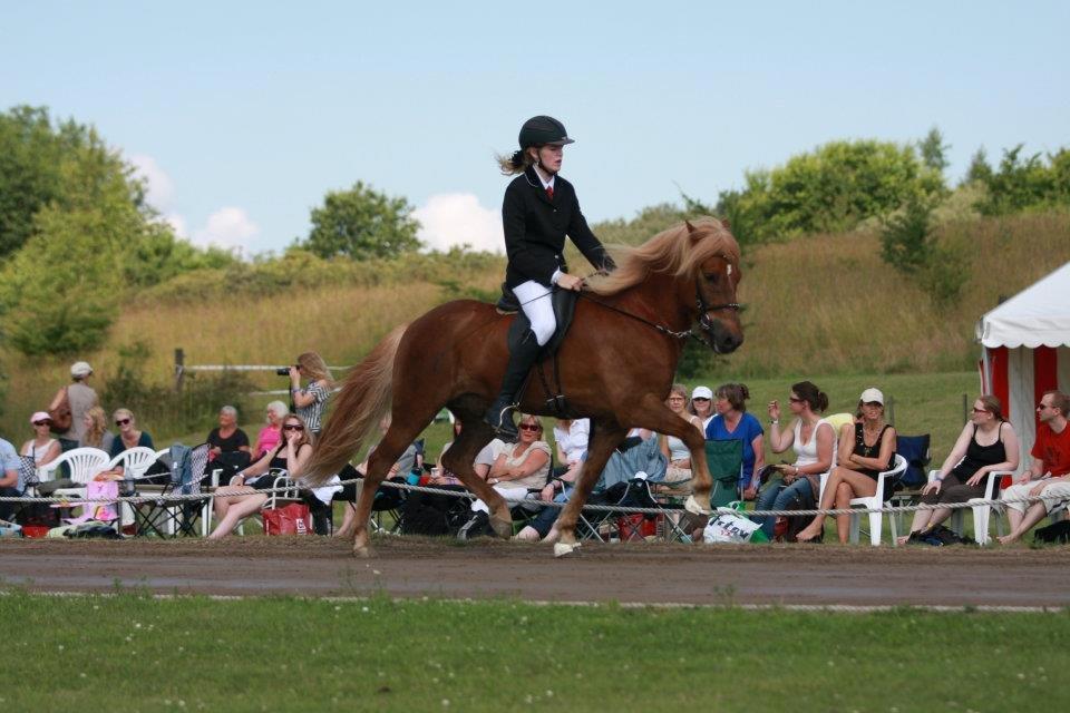 Islænder Gandur fra Skringstrup - DM 2012, a-finale billede 5