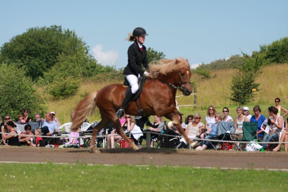 Islænder Gandur fra Skringstrup - DM 2012, a-finale billede 3