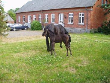 Dansk Varmblod Søndergaards Desirée billede 10