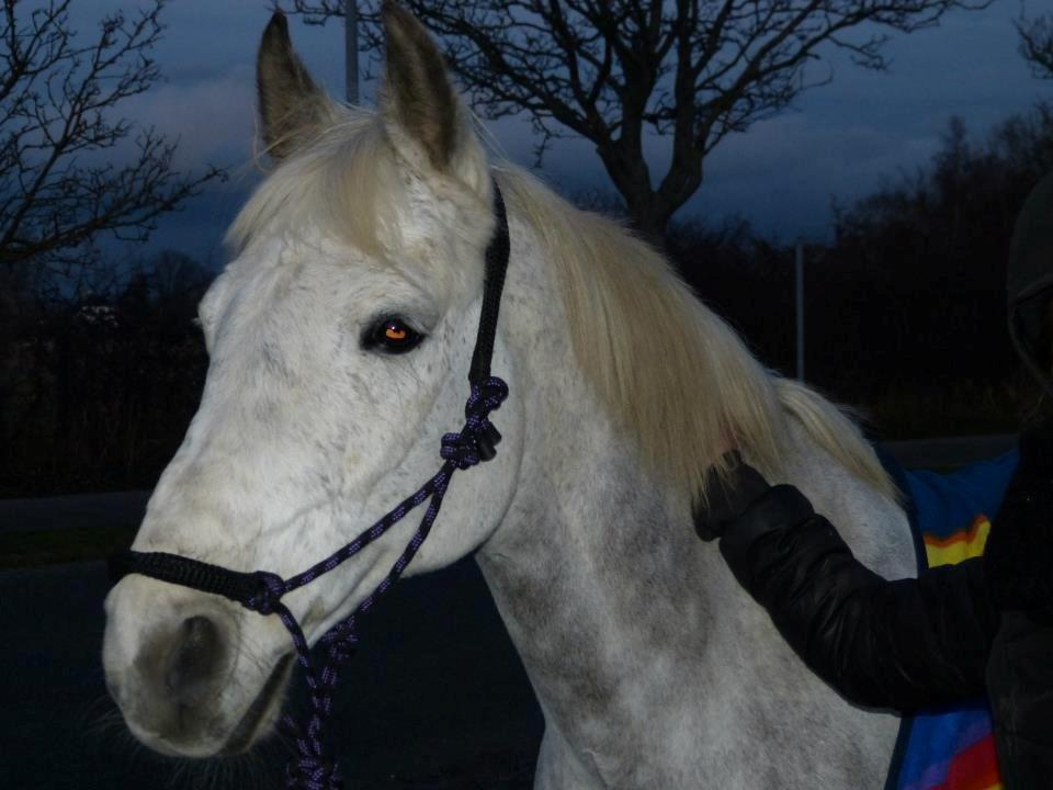 Connemara Teglstrups Samos - Dejlige pony! Taget af: Min far billede 9