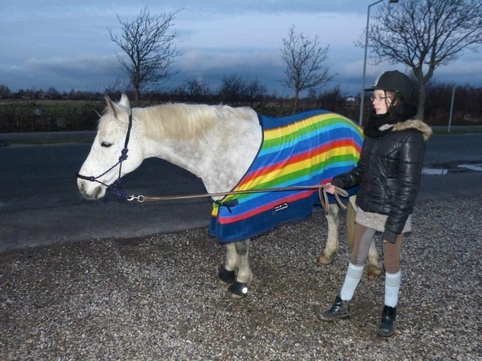 Connemara Teglstrups Samos - Fotoshoot! Taget af: Min far billede 10