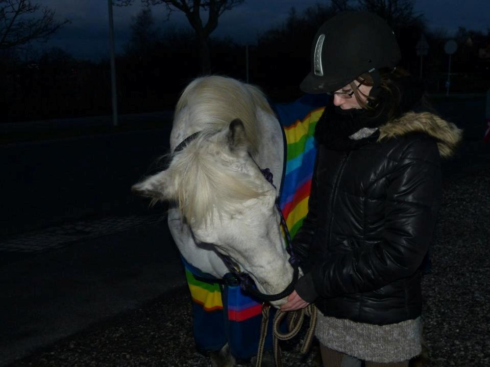 Connemara Teglstrups Samos - Du er perfekt!<3 Taget af: Min far billede 11