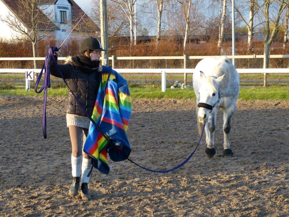 Connemara Teglstrups Samos - Hahaha! Mig som går og bakser med tæppe, og longe mens Samos følger med!<3 Taget af: Min far billede 12