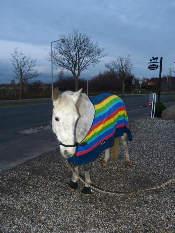 Connemara Teglstrups Samos - Du er skøn..<3 Taget af: Min far  billede 13