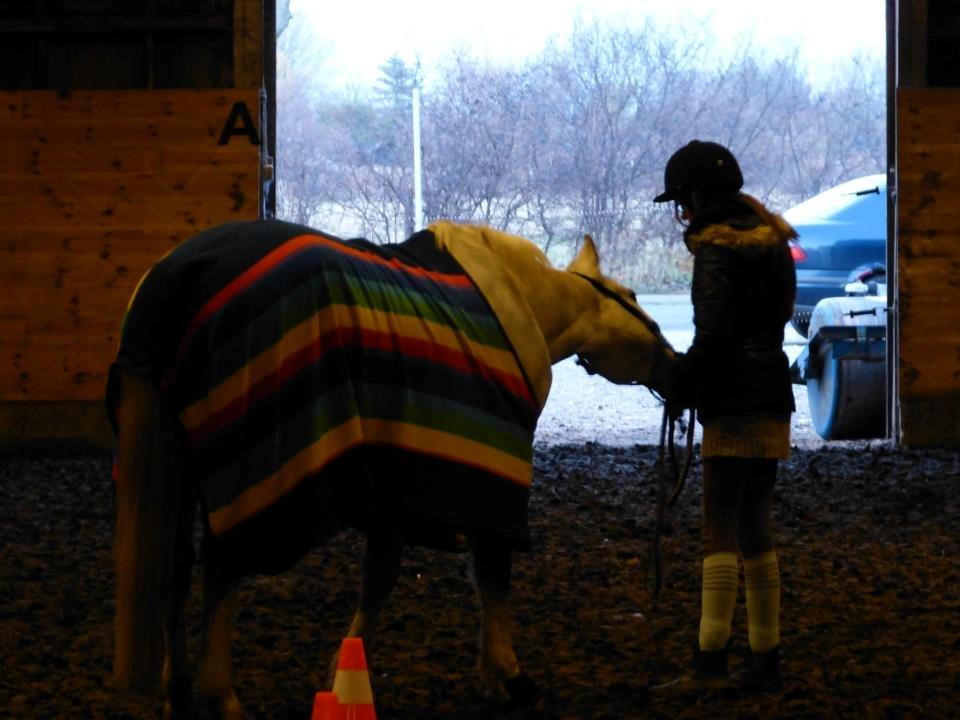 Connemara Teglstrups Samos - Grådig!:-) Taget af: Min far billede 14