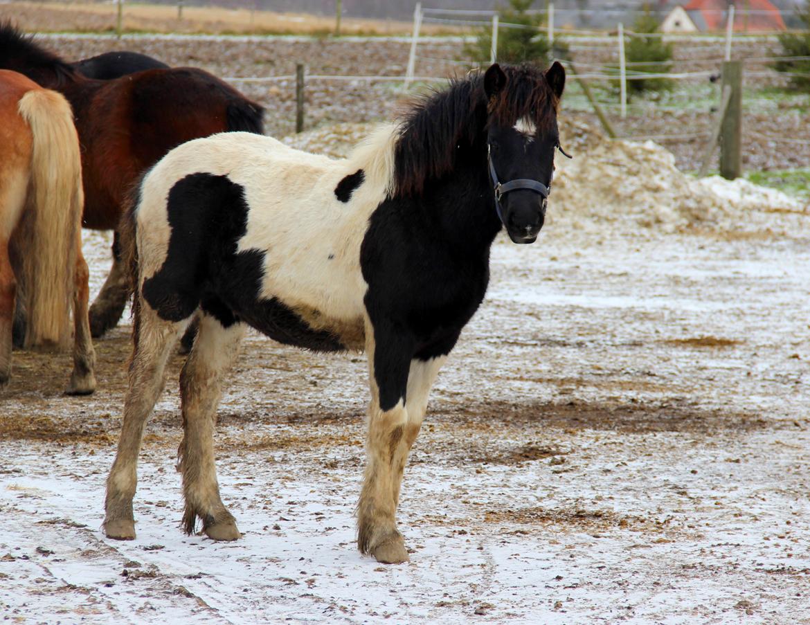 Irish Cob Crossbreed Skovperlens Sirius - langbenede Sirius. 6 måneder!  billede 10