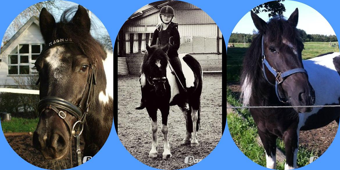 Anden særlig race Magnus <3 billede 1