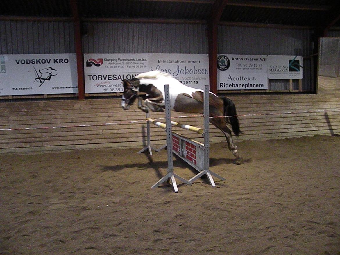 Anden særlig race Felix billede 17