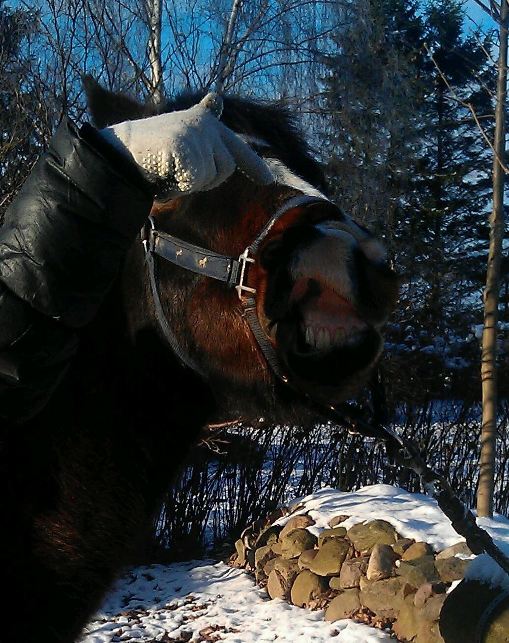 Anden særlig race Pluto - 8/12-12 Dejlige Pluto der smiler;)<3 billede 12