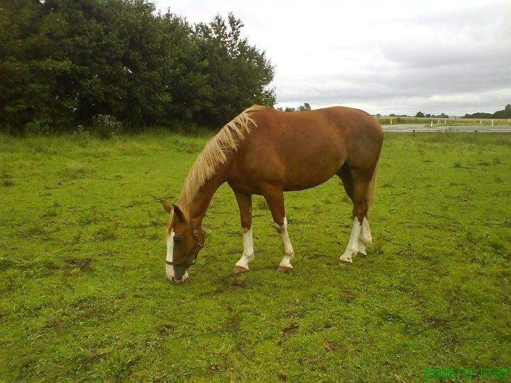 Anden særlig race Onjus - Foldbillede fra 2011. billede 7