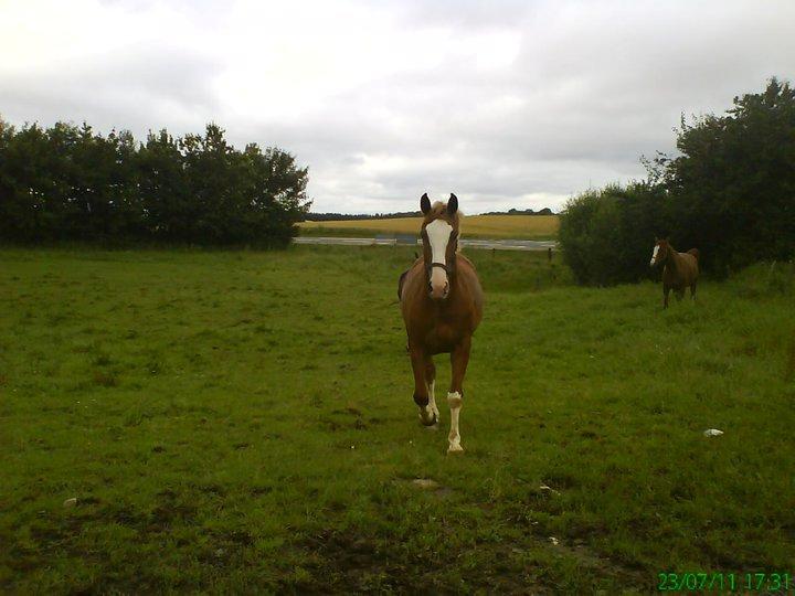 Anden særlig race Onjus - Onjus på fold 2011. billede 3